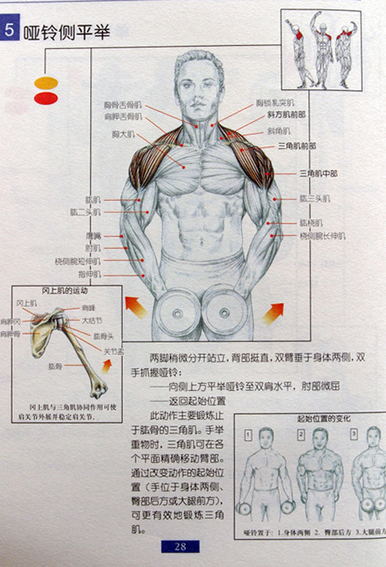 数据磨坊 69 【转】健身时各种动作分别打造了哪些肌肉群  背部我