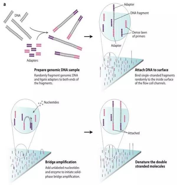干货:三代测序技术和原理介绍