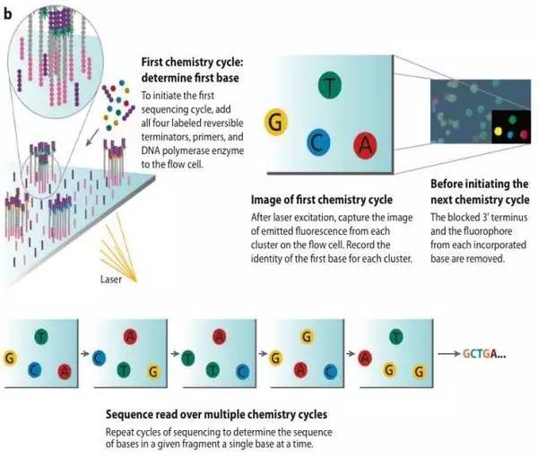 干货:三代测序技术和原理介绍