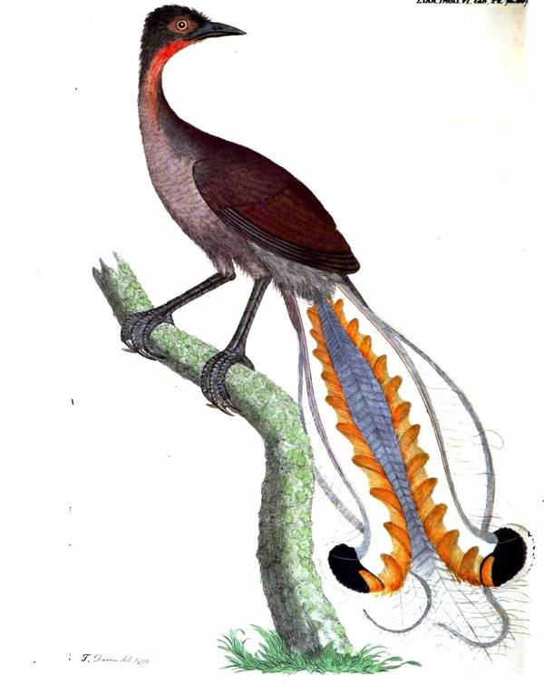 琴鸟(lyrebird)来源:维基百科